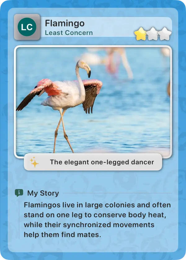 Animal Card 3